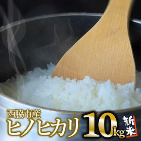 【ヒノヒカリ】令和６年産 新米 白米10kg（10kg×1袋）(17-52)