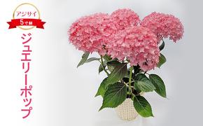 【先行予約】アジサイ ジュエリーポップ ｜ 花 紫陽花 5寸鉢 八重咲 ギフト 鹿沼市 栃木県 ※2026年4月下旬～5月下旬頃に順次発送予定