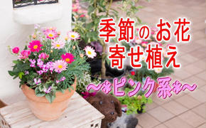 季節のお花寄せ植え(赤・ピンク系)