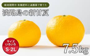 片山農園の淡路島産新甘夏7.5kg【サイズいろいろS～2Lサイズ】