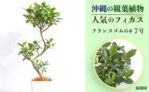 沖縄の観葉植物 人気のフィカス フランスゴム7号 角鉢