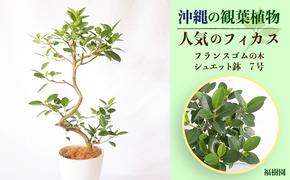 沖縄の観葉植物 人気のフィカス フランスゴム7号 シュエット鉢