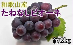 【厳選・産直】和歌山県産たねなしピオーネ約2kg◇※2025年8月中旬～9月下旬頃に順次発送予定 ※北海道・沖縄・離島への配送不可