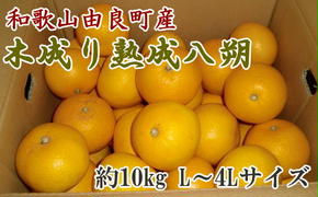 【産直】和歌山由良町産の木成り熟成八朔約10kg（L～4Lサイズをお届け）　※2025年3月中旬～4月下旬頃より順次配送予定