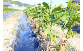 ZE6140_みかん苗木2年生【田口早生】2本セット