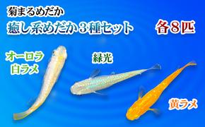 菊まるめだかの【癒し系めだか３種セット】計24匹