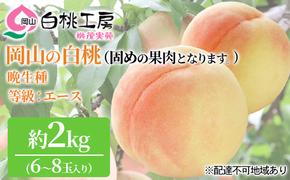 固めの 桃 2025年 先行予約 白桃 晩生種 2kg 6～8玉 もも モモ 岡山 国産 フルーツ 果物 ギフト 桃茂実苑 