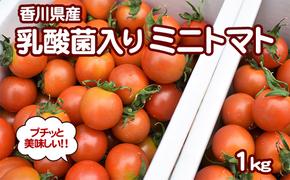 プチッと美味しい！「乳酸菌入り ミニトマト1kg」初物