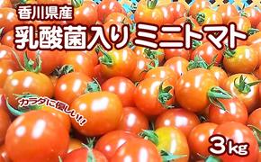 カラダに優しい「乳酸菌入り ミニトマト3kg」初物