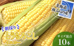 南ふらの産 朝採り とうもろこし (イエロー)【サイズ混合】10本 北海道 南富良野町 トウモロコシ とうきび トウキビ 2025年発送 先行予約