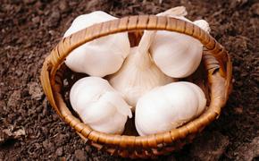 【4月下旬～5月下旬】 にんにく 生にんにく 新物 約10kg  3Lサイズ ガーリック 薬味 野菜 料理 おかず 期間限定 数量限定 先行予約 JA 香川県 丸亀市