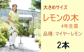 鉢植え レモンの木 大きめサイズ 4年生 苗 2本 配送不可 北海道 沖縄 離島