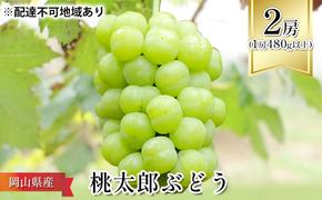 ぶどう 2025年 先行予約 桃太郎 ぶどう 2房（1房480g以上） ブドウ 葡萄  岡山県産 国産 フルーツ 果物 ギフト