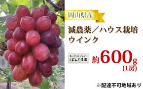 ぶどう 2025年 先行予約 ウインク 1房 約600g  減農薬／ハウス栽培 ブドウ 葡萄  岡山県産 国産 フルーツ 果物 ギフト ばんの農園