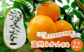 鉢植え 苗木 温州みかん 6号 青島 高さ約70～90cm 大玉で甘～い みかんの木 植物 ガーデン ガーデニング