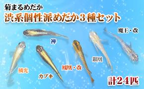 菊まるめだかの【渋系個性派めだかお選び3種セット】計24匹