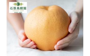 梨 2024年 先行予約 備前横綱梨（あたご梨） 超大玉3玉（1玉1.3kg～1.4kg）贈答箱 ナシ なし 岡山県産 国産 フルーツ 果物 ギフト 石原果樹園