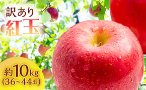 りんご 訳あり 青森 紅玉 約 10kg (36～44玉) 青森県産 リンゴ サイキチ農園 青森県 鰺ヶ沢町産 フルーツ 果物 不揃い 傷 林檎
