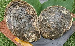 牡蠣 職人漁師が採る最高級天然 茂牡蠣 7月～8月採れ 1個1kg以上サイズ 岩牡蠣 生牡蠣 貝 海鮮 魚介 魚介類 かき 