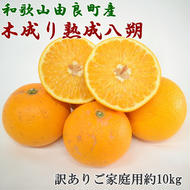 【産直】和歌山由良町産の木成り熟成八朔 訳ありご家庭用 約10kg（サイズ混合）◇ | 和歌山 産地直送 みかん 柑橘 フルーツ 　※2025年3月中旬～4月下旬頃に順次発送予定