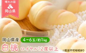 桃 2025年 先行予約 岡山 白桃 ロイヤル 4～6玉 約1kg JA おかやま のもも（早生種・中生種） もも モモ 岡山県産 国産 フルーツ 果物 ギフト