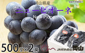 ぶどう 2025年 先行予約 ニュー ピオーネ 約500g×2房 6月下旬～7月下旬発送 ブドウ 葡萄  岡山県産 国産 フルーツ 果物 ギフト