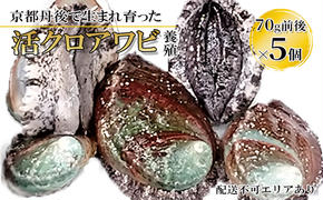 【ふるさと納税】京都 丹後で生まれ育った 活クロアワビ 70g前後×5個（養殖）魚貝類 魚 アワビ 高級食材 丹後 高級 バーベキュー BBQ