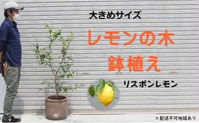 鉢植え レモンの木 リスボンレモン 大きめサイズ 配送不可 北海道 沖縄 離島