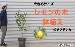 鉢植え レモンの木 ビアフランカ 大きめサイズ 配送不可 北海道 沖縄 離島