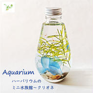 FH020 _Aquarium～クリオネ フラワーアレンジメント（ハーバリウム）誕生日 母の日 父の日 お祝い 花 プレゼント ギフト 愛妻の日 いい夫婦の日
記念日 お中元 お歳暮 長寿祝い 還暦 卒業 入学祝い 就職祝い 退職祝い　引越し祝い バレンタインデー ホワイトデー 演奏会 発表会 敬老の日 成人の日
お年賀 七五三 クリスマス お見舞い 手土産 お供え 孫の日 インテリア