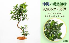 沖縄の観葉植物 人気のフィカスス フランスゴム6号 ラスターポット