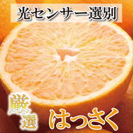 ＜4月より発送＞厳選 樹上完熟はっさく7.5kg+225g（傷み補償分）【有田の春みかん・五月八朔・さつきはっさく・木生りはっさく・きなりはっさく】【光センサー選別】　※北海道・沖縄・離島への配送不可　※2025年4月上旬～5月下旬頃に順次発送予定