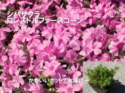 BS156_シバザクラ　ロンスドルファースコーン10個 花 苗 植物 家庭菜園 花壇 プランター ガーデニング 芝桜