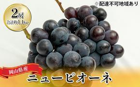 ぶどう 2025年 先行予約 ニュー ピオーネ 2房（合計約1.1kg）化粧箱入り ブドウ 葡萄  岡山県産 国産 フルーツ 果物 ギフト 