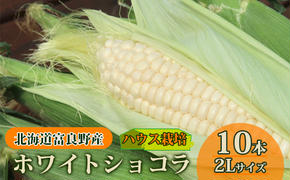 【2025年7月中旬発送】北海道 富良野産 ホワイトショコラ ハウス栽培 2Lサイズ 10本 白い とうもろこし (山本農園)