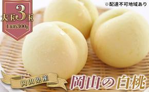 桃 2025年 先行予約 岡山の 白桃 大玉3玉（晩生種）（1玉約300g） 岡山県 フルーツ もも 桃 モモ ピーチ 人気 新鮮 フルーツ 桃 フルーツ もも 桃 モモ ギフト くだもの 桃 もも 果物 フルーツ 桃 もも