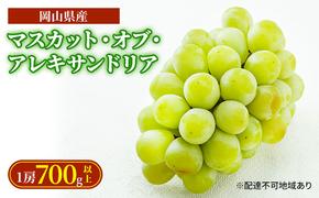 ぶどう 2025年 先行予約 マスカット・オブ・アレキサンドリア 1房 700g以上 化粧箱入り マスカット 岡山県産 国産 フルーツ 果物 ギフト