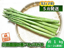 先行予約 川田農園 アスパラガス 約1kg L～2L 厳選 5月6月発送 アスパラ 野菜 旬の野菜 産地直送 季節の野菜 春野菜 青森 青森県 鰺ヶ沢町