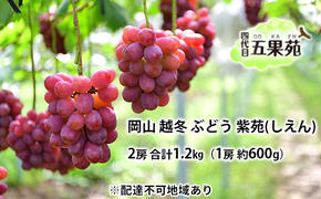 越冬 ぶどう 紫苑 （しえん）2房 合計1.2kg（1房 約600g）岡山県産 四代目 五果苑 果物 フルーツ デザート 樹上完熟 平均糖度20度 減農薬 種なし 果汁たっぶり 