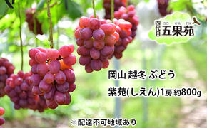 越冬 ぶどう 紫苑 （しえん）1房 約800g  岡山県産 四代目 五果苑 果物 フルーツ デザート 樹上完熟 平均糖度20度 減農薬 種なし 果汁たっぶり 