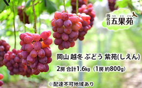 越冬 ぶどう 紫苑 （しえん）2房 合計1.6kg（1房 約800g） 岡山県産 四代目 五果苑 果物 フルーツ デザート 樹上完熟 平均糖度20度 減農薬 種なし 果汁たっぶり 