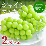 シャインマスカット 2房 セット 約1.2～1.5kg ぶどう 葡萄 ブドウ マスカット 種なし 高級ぶどう フルーツ 果物 くだもの 季節のフルーツ 旬のフルーツ お届け：2024年9月上旬～2024年10月上旬