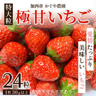 【令和7年産】 かぐや農園の極甘 いちご 特大粒 24粒 果物 フルーツ 果実 高設栽培方式 紅ほっぺ かおり野 ロマンベリー お楽しみ 