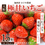 【令和7年産】 かぐや農園の極甘 いちご 大粒 15粒 果物 フルーツ 果実 高設栽培方式 紅ほっぺ かおり野 ロマンベリー お楽しみ 