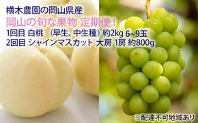 フルーツ 2025年 先行予約 岡山の旬な果物 定期便！ 白桃（早生、中生種）約2kg 6～9玉／シャインマスカット 大房1房 約800g 贈答用 岡山県産  果物 ギフト 横木農園 果物類 