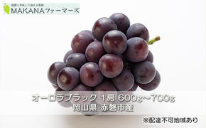 ぶどう 2025年 先行予約 オーロラ ブラック 1房 600g～700g  大粒 種無し ブドウ 葡萄  岡山県 赤磐市産  国産 フルーツ 果物 ギフト MAKANAファーマーズ