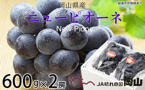 ぶどう 2025年 先行予約 ニュー ピオーネ 約600g×2房 8月下旬～10月上旬発送 ブドウ 葡萄  岡山県産 国産 フルーツ 果物 ギフト 岡山の葡萄 デザート 食後 