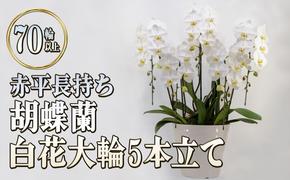 赤平長持ち胡蝶蘭白花大輪5本立て（70輪以上）胡蝶蘭 花 ギフト プレゼント お祝い 贈り物  インテリア 植物 