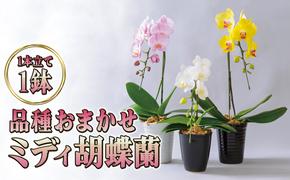 品種おまかせミディ胡蝶蘭1本立て1鉢 胡蝶蘭 花 ギフト プレゼント お祝い 贈り物  インテリア 植物 