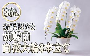 赤平長持ち胡蝶蘭白花大輪3本立て（36輪以上）胡蝶蘭 花 ギフト プレゼント お祝い 贈り物  インテリア 植物 